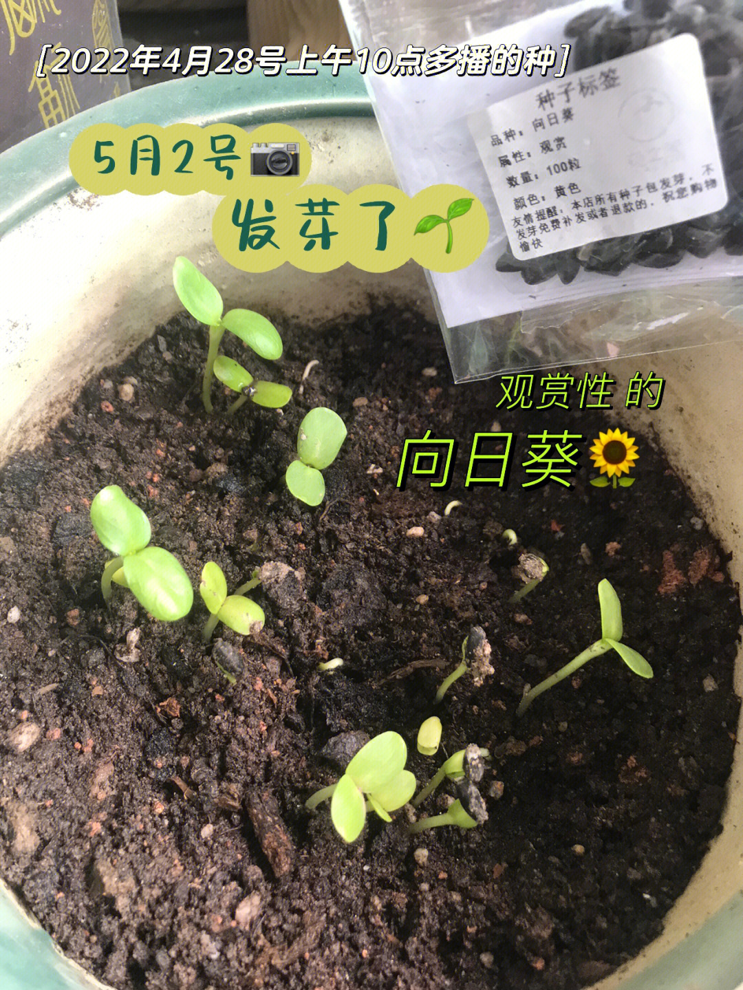 种植向日葵的成长日记