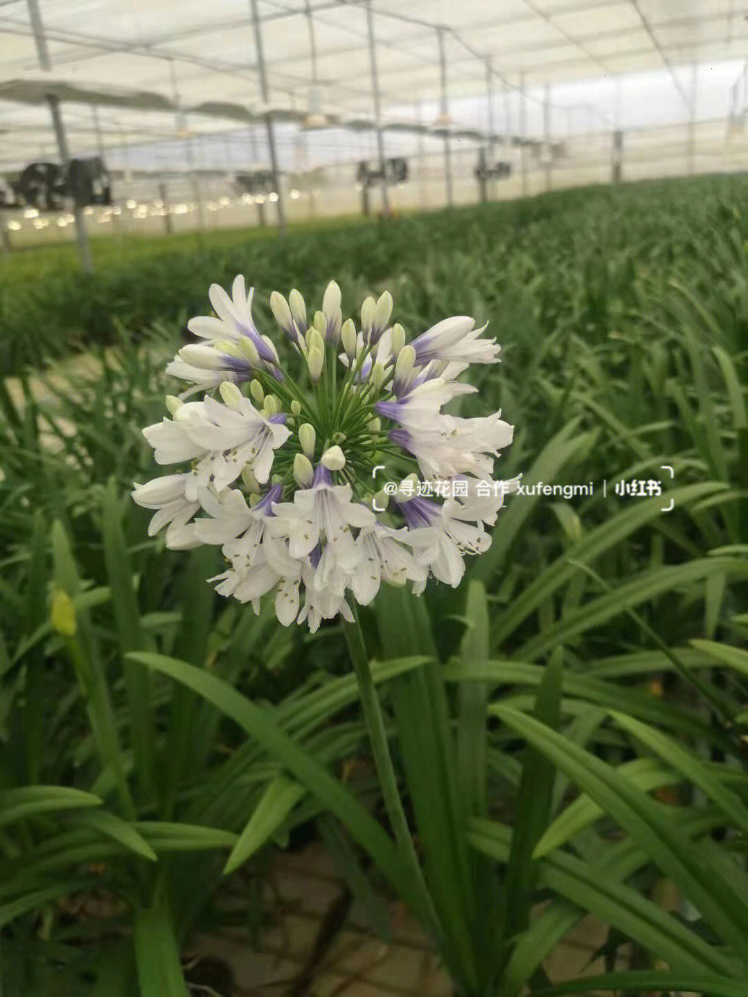 百子莲圣母皇太后百子莲养护基地