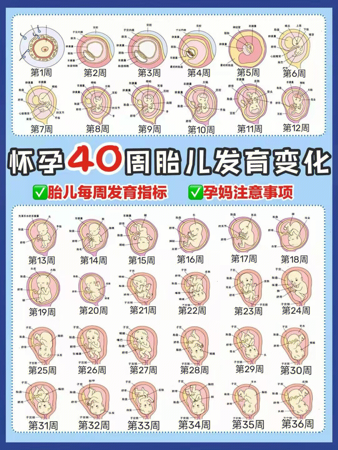 06怀孕40周胎儿发育变化92胎儿每周发育指标第6周 胎长为6毫米,重