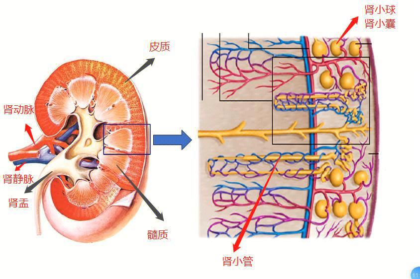 肾球旁复合体模式图图片