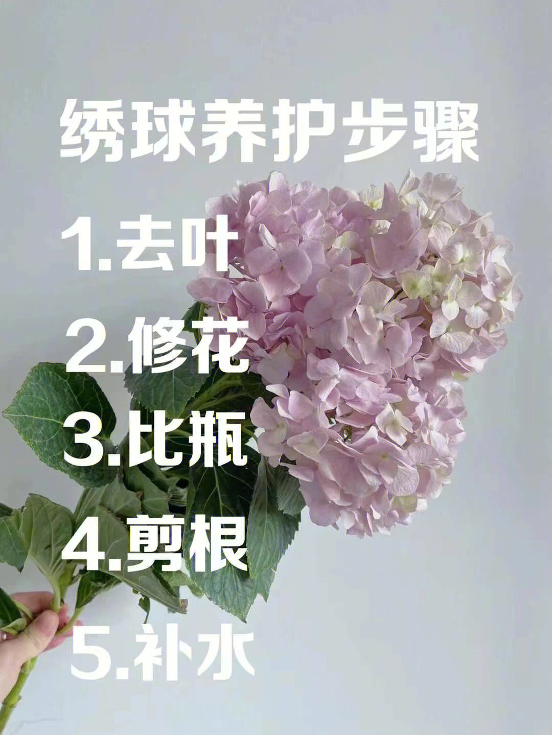 绣球花的修剪方法图片