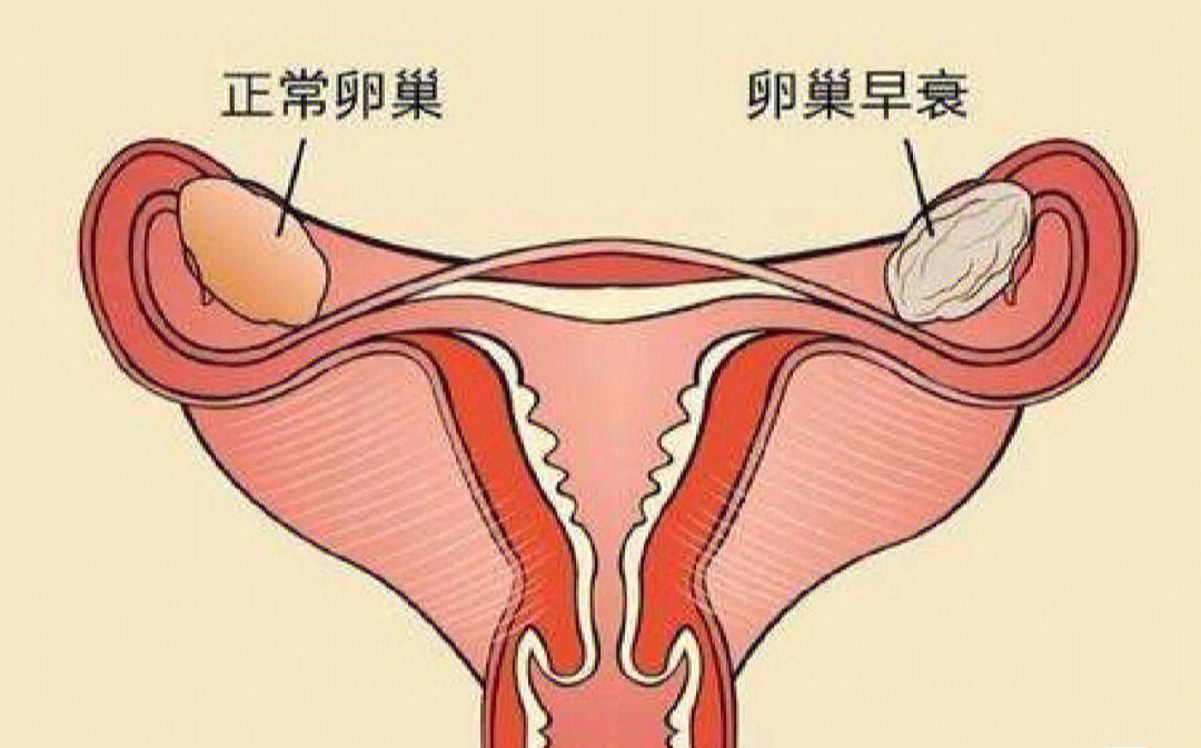 精巢位置图片