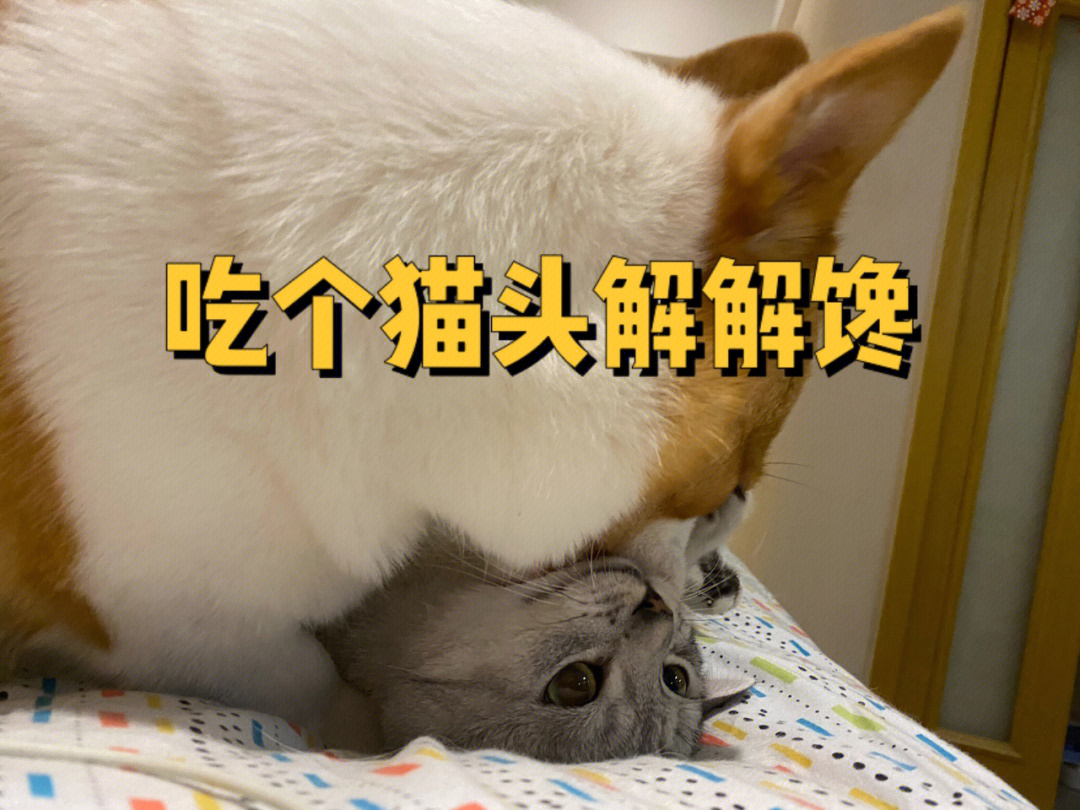 doge猫头图片