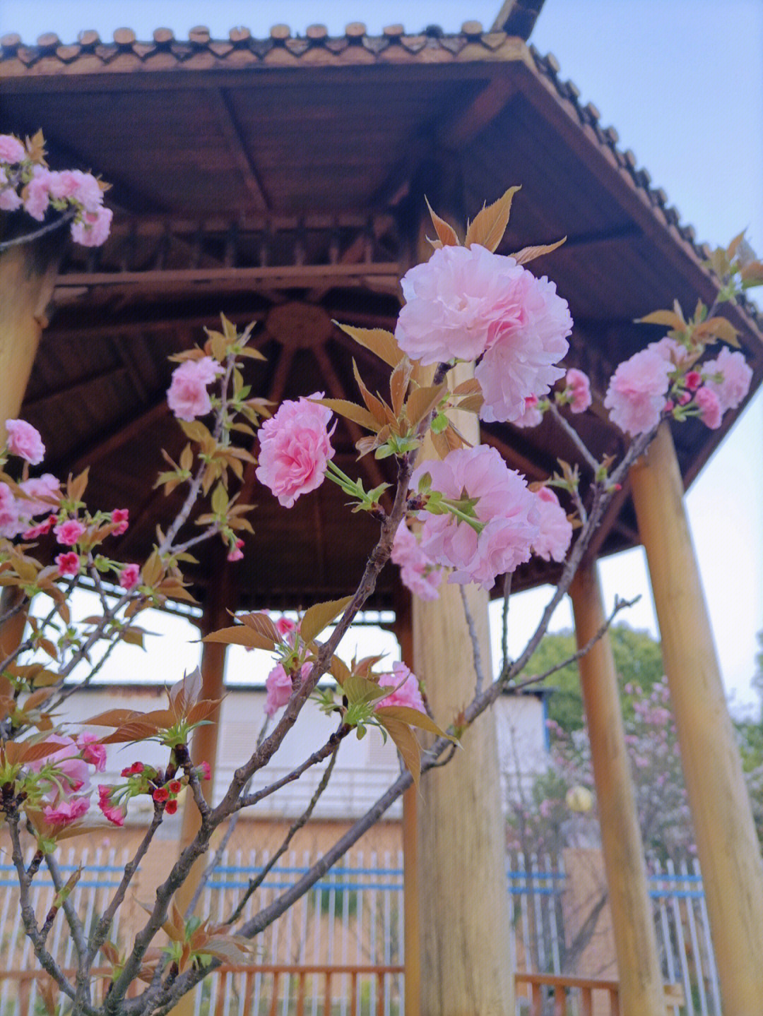 植物名牌樱花图片