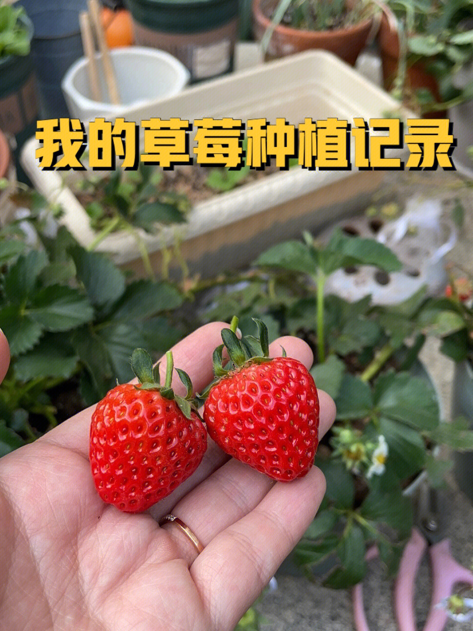 三年级草莓记录卡图片