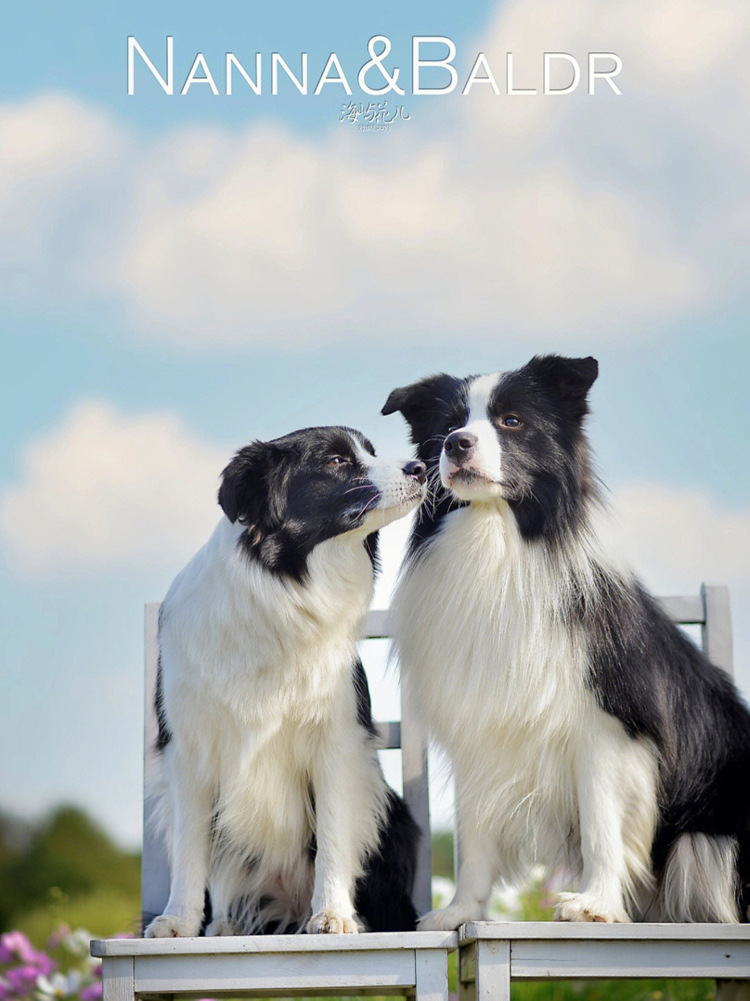 边牧边境牧羊犬写真旅拍宠物摄影工作室上海