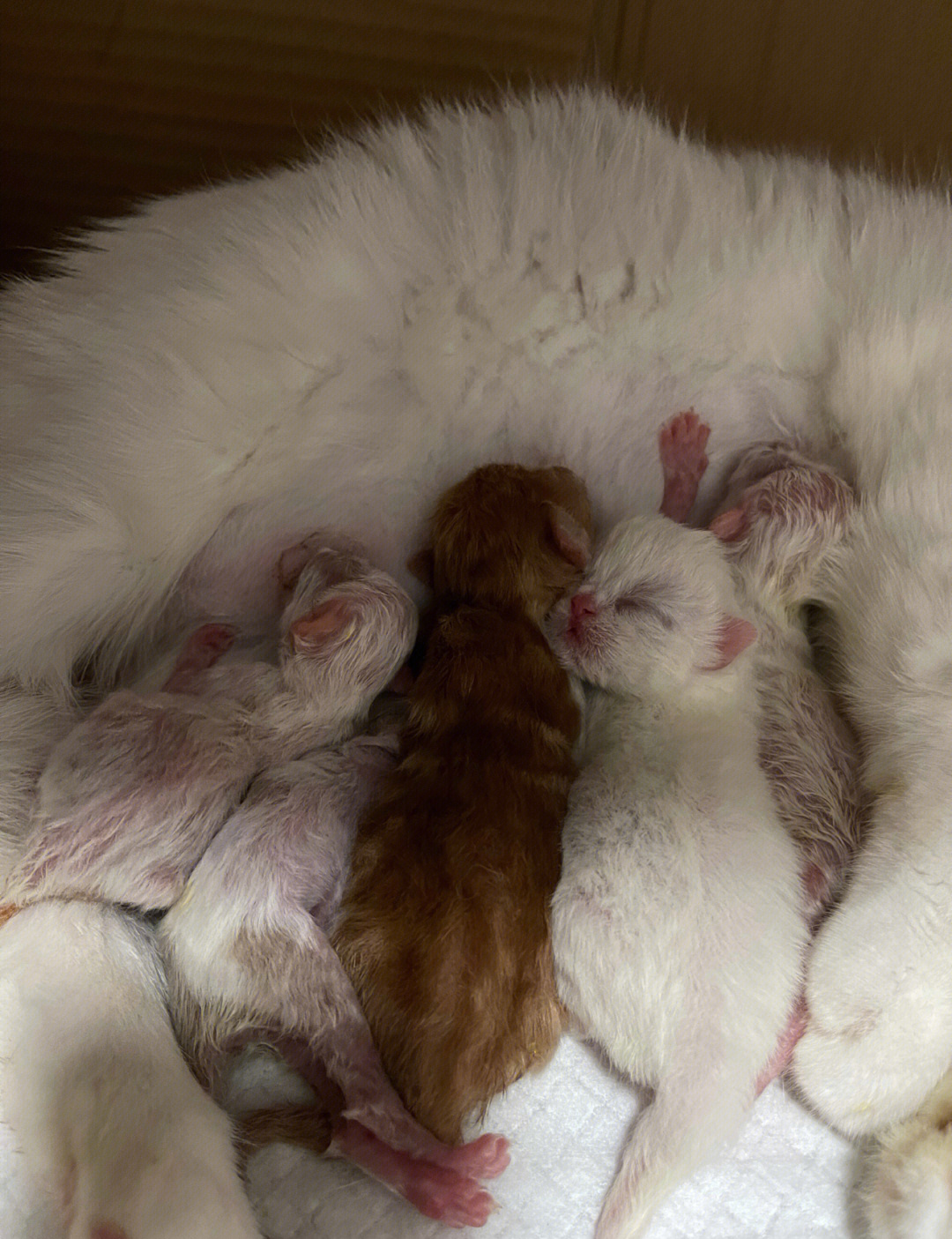 刚出生加菲猫幼崽图片图片