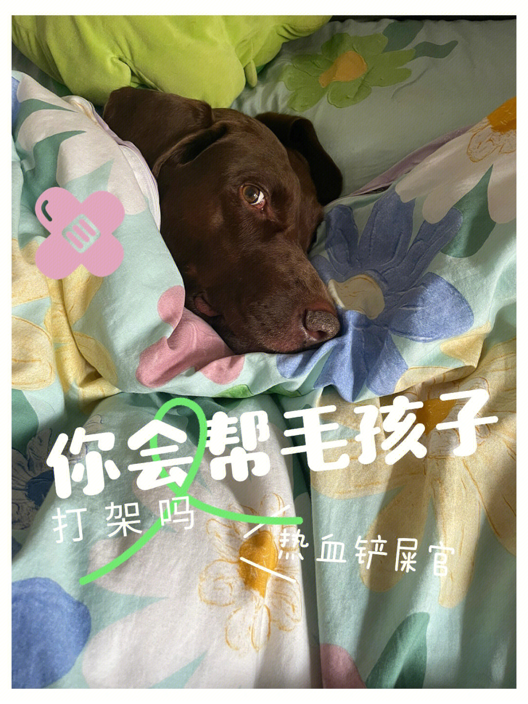 是但是气势上不能输毛孩子的信任不能丢保护我方队友#我家宠物好可爱