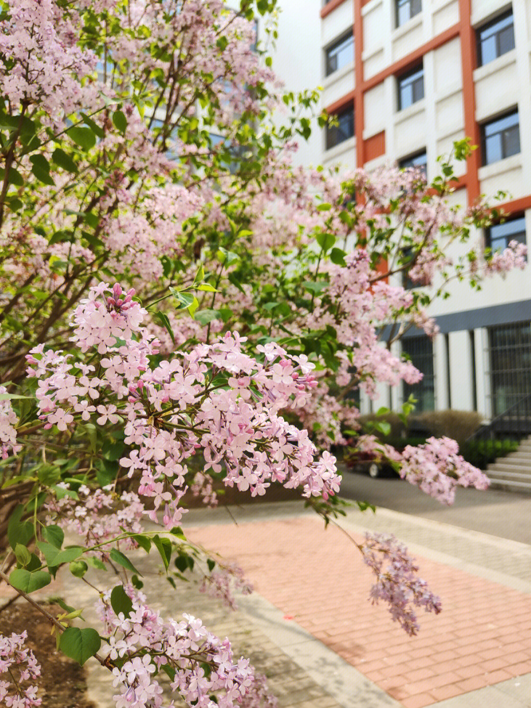 开满丁香花的校园图片