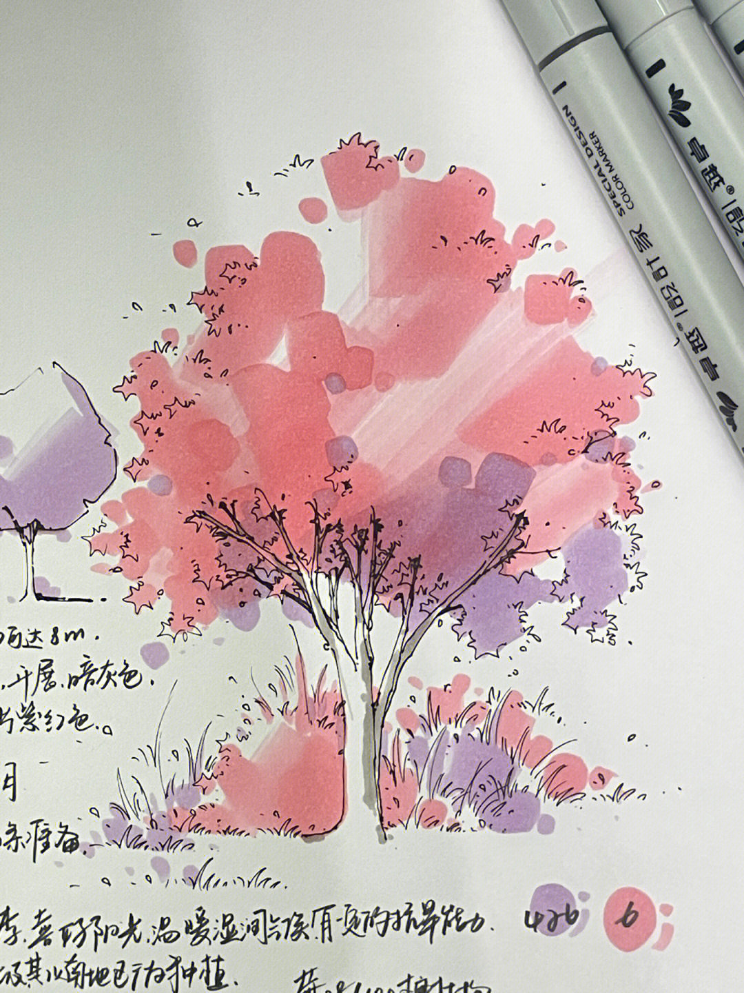 紫叶李绘画图片
