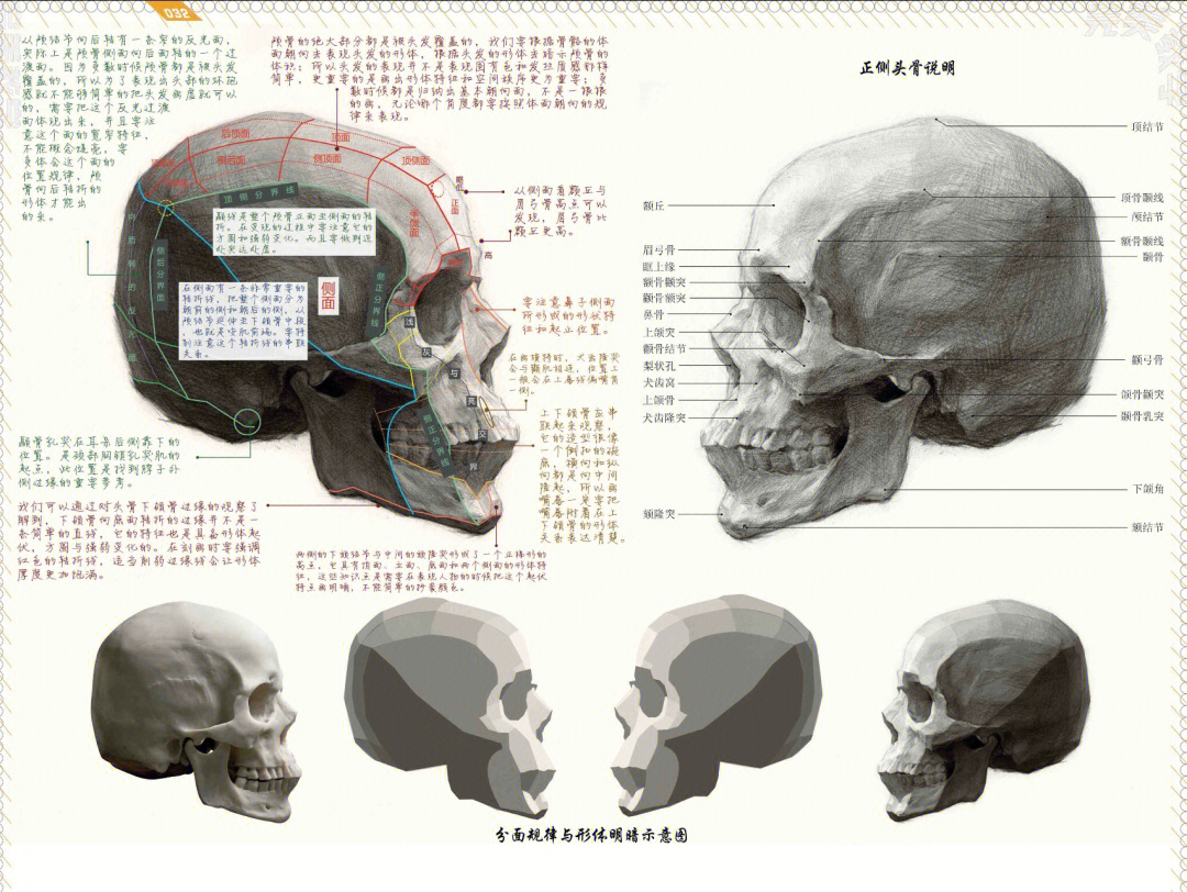 素描头像详细头骨解读保存下来认真看