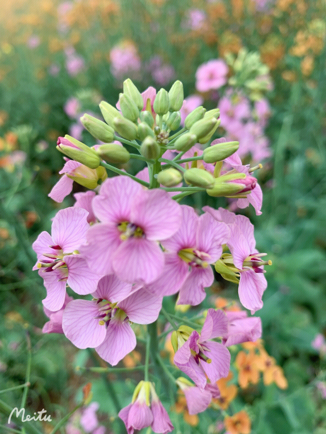 彩色油菜花