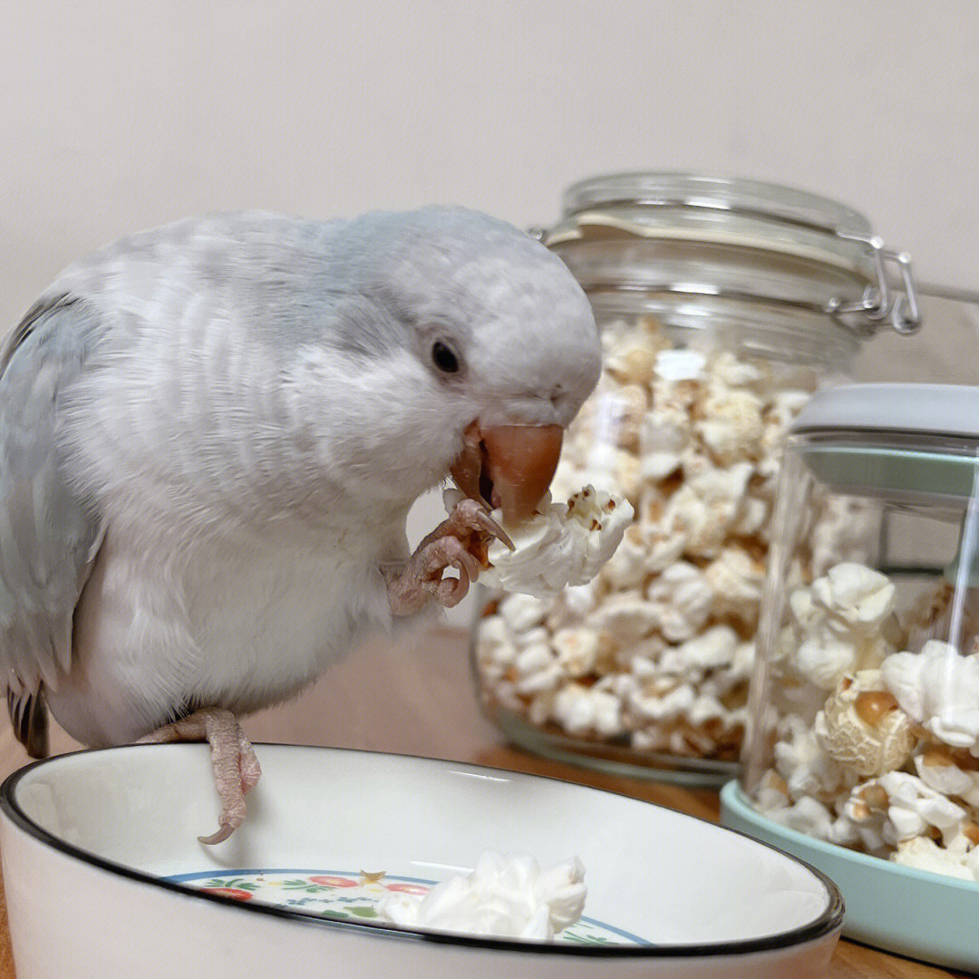 鹦鹉喜欢吃什么东西图片