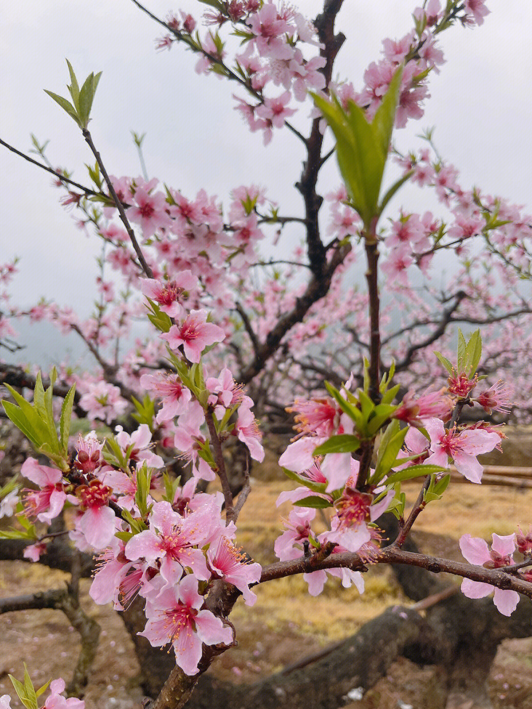 阳春三月赏花时节桃花