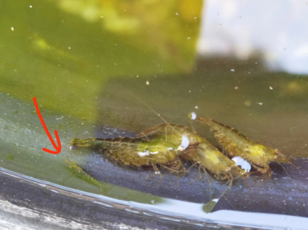 黑壳虾繁殖过程详解图片