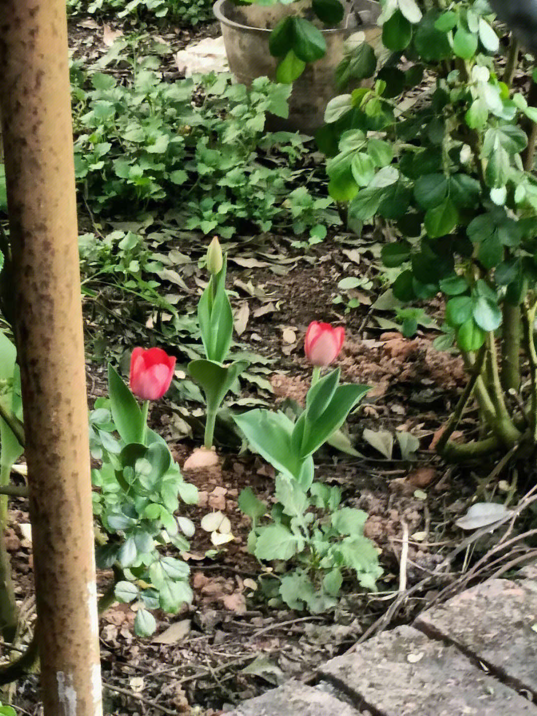 郁金香没开花的图片图片