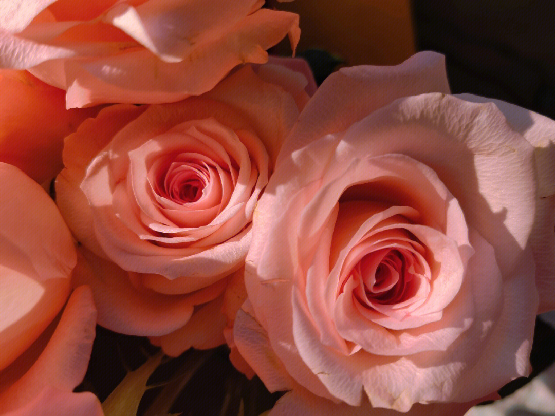 安娜托利亚玫瑰花图片图片