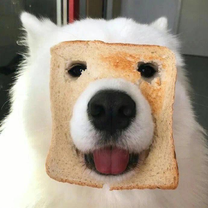 面包狗uber图片