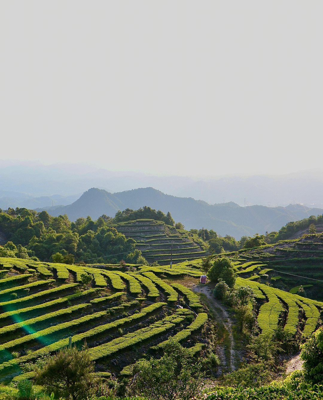 梅州茶园旅游区图片