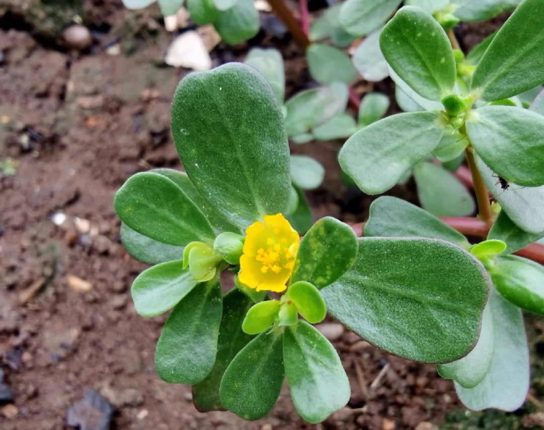 楼顶野菜马齿苋吃起来