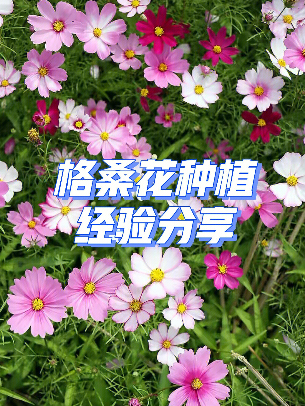 波斯菊怎么养图片