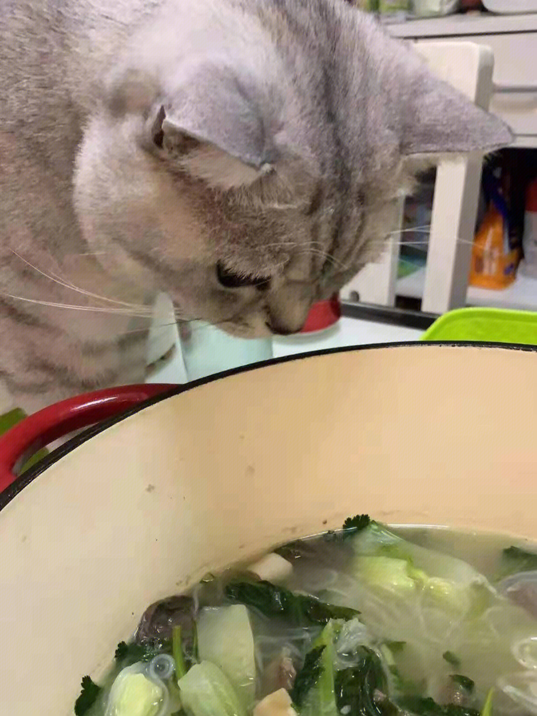 不爱吃蔬菜的猫图片