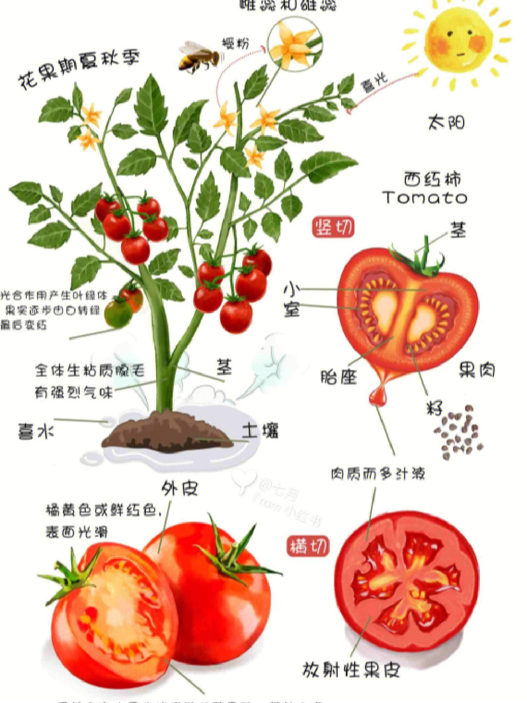 西红柿的结构名称图片