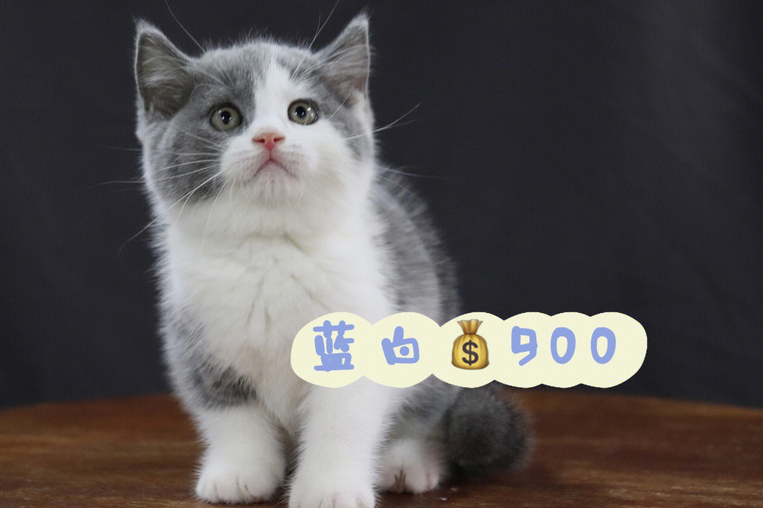 蓝白猫价格价位图片