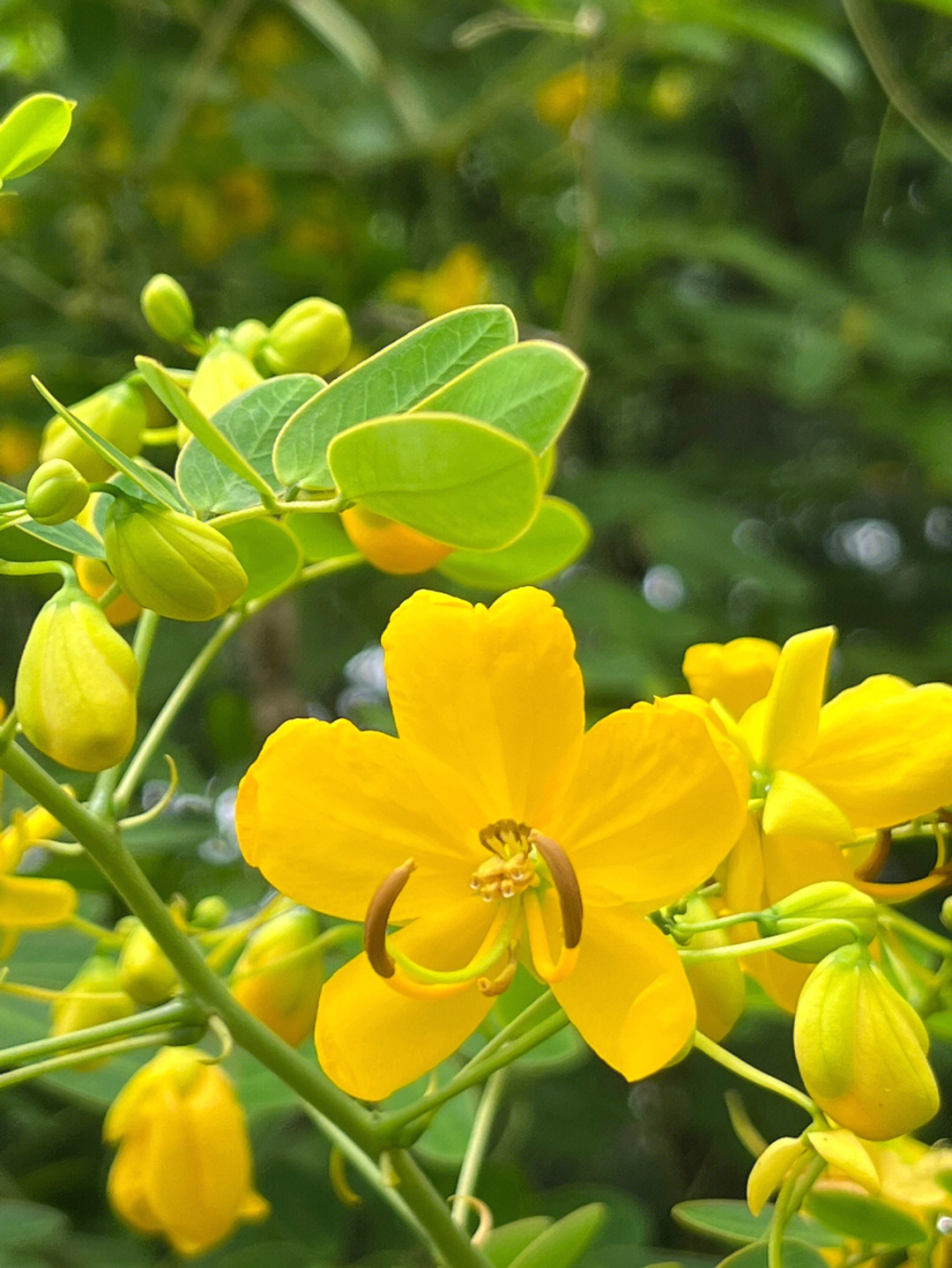 路边小黄花