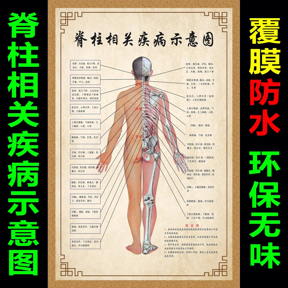 脊椎骨疼痛的原因图图片