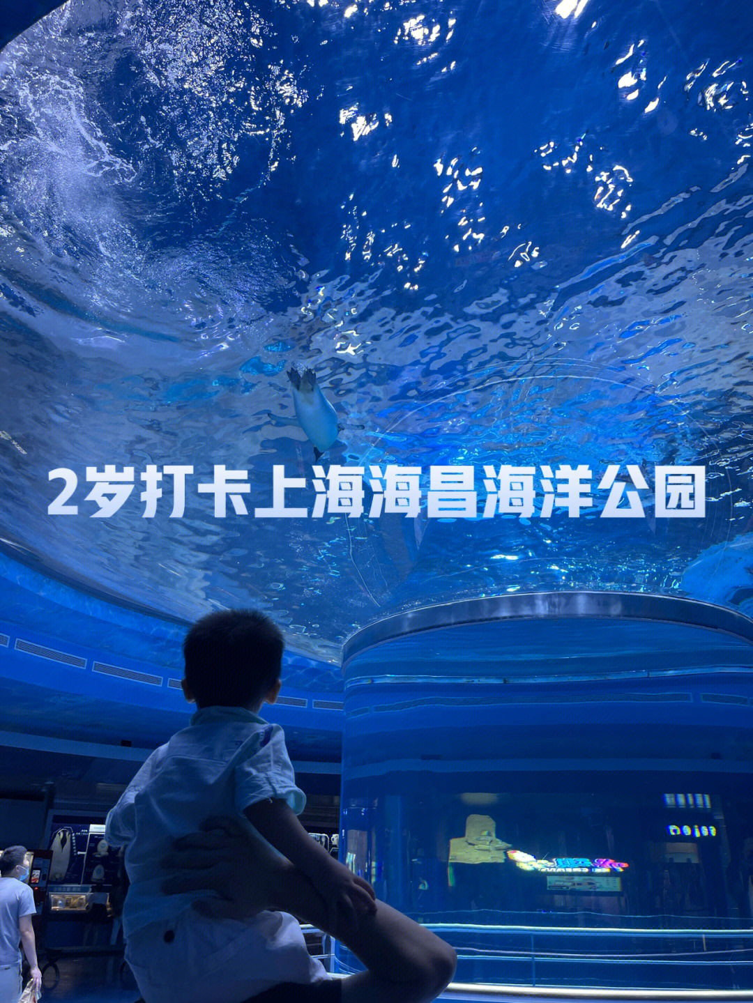 上海水族馆和长风海洋_上海长风海洋世界好玩吗_上海长风世界到上海虹桥火车站