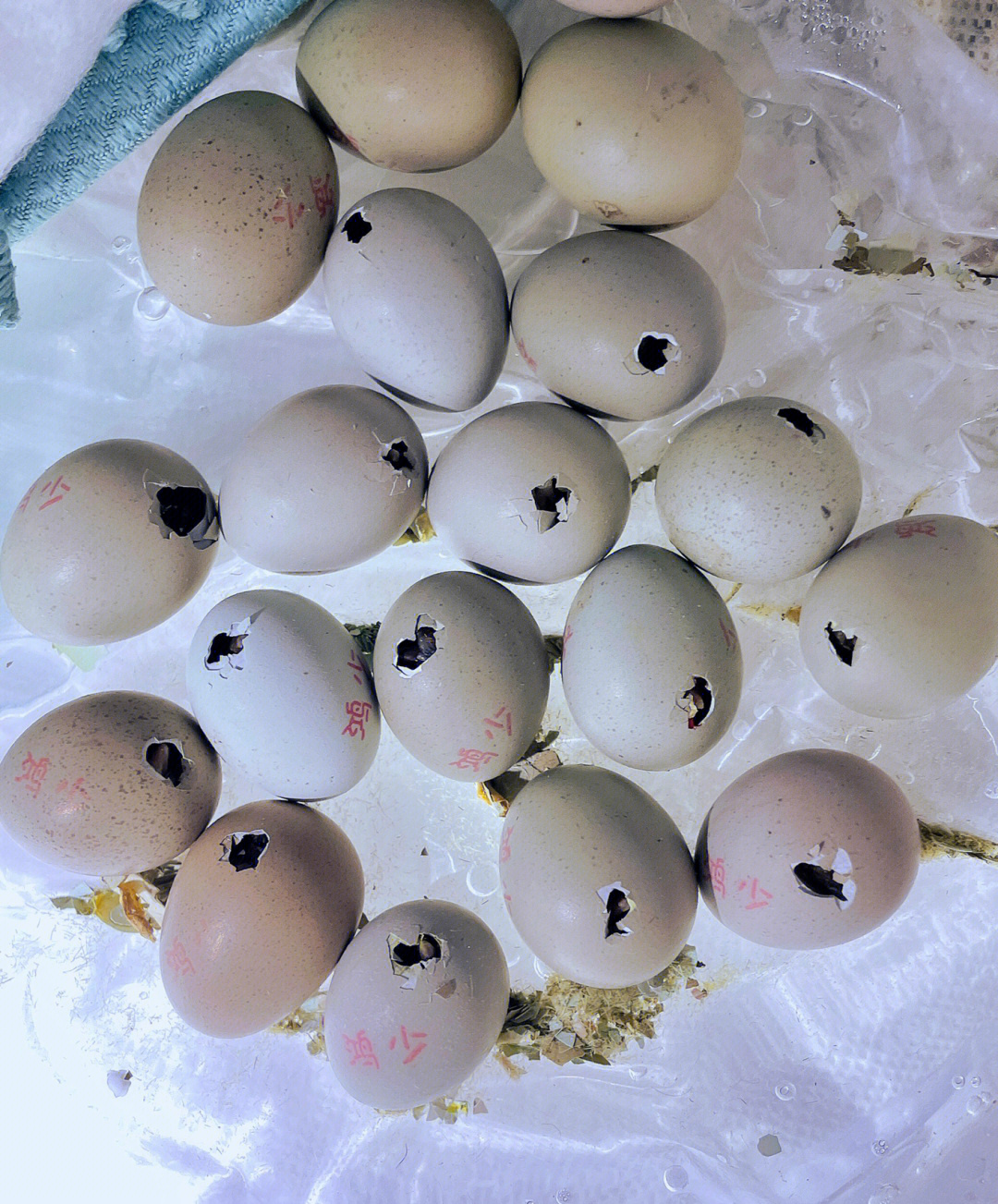 鸭蛋孵化1到28天照蛋图图片