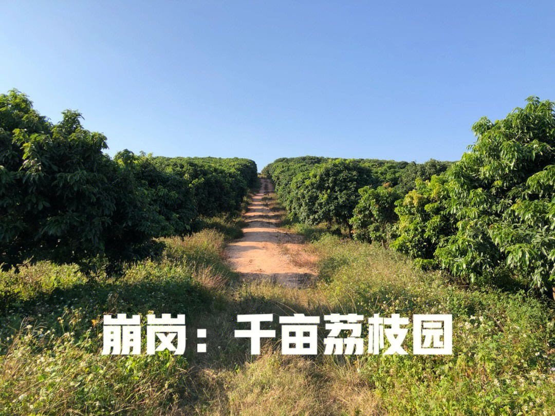 这块高地叫崩岗位于狮岭镇联星村是叶海生态园之一的千亩荔枝园照片