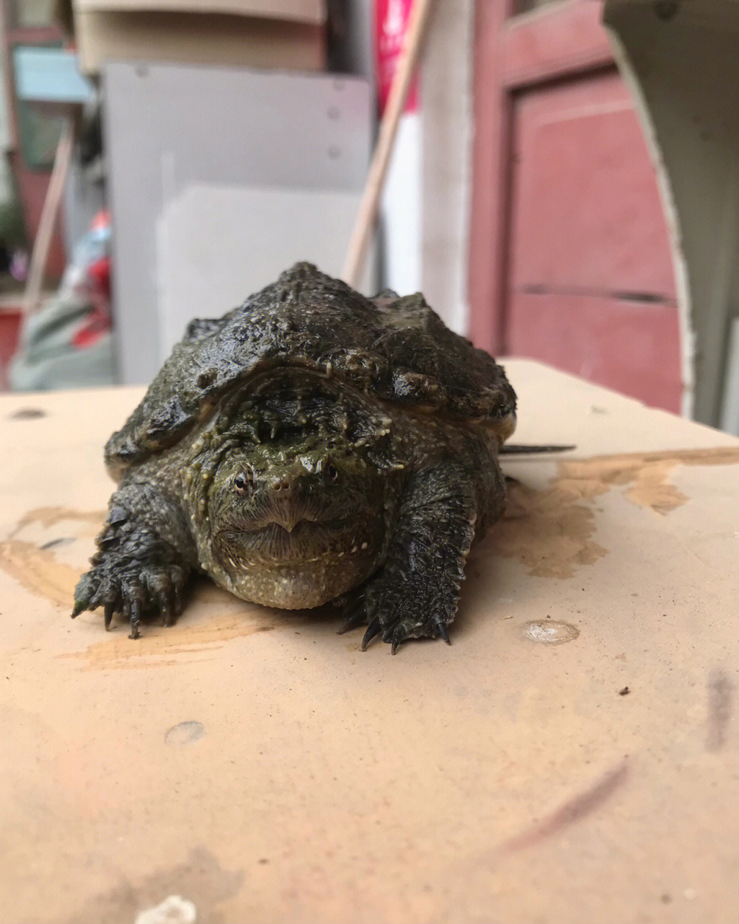 防野饲养你就会得到一只癞蛤蟆脸的佛