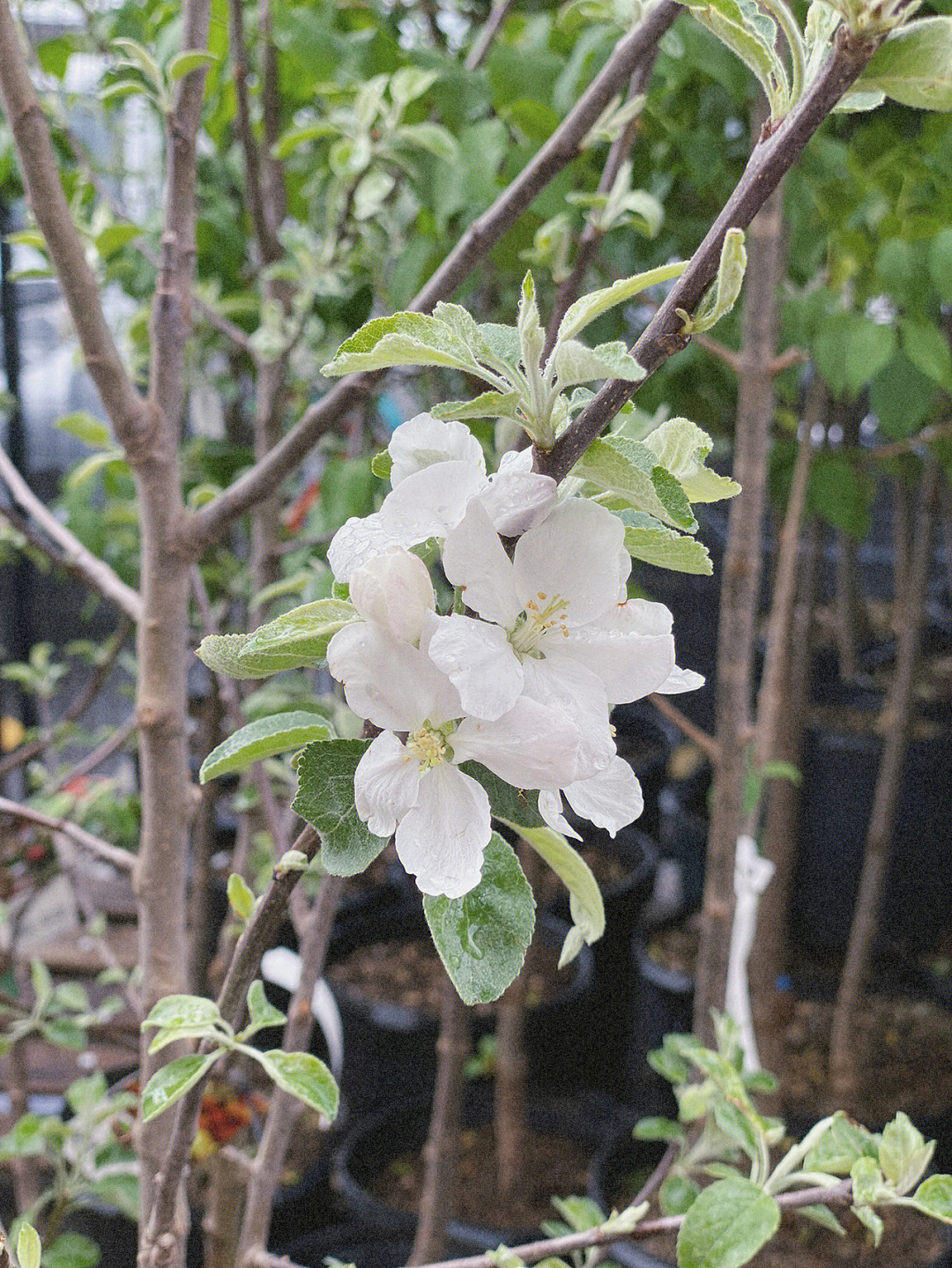 苹果树的花一年四季图片