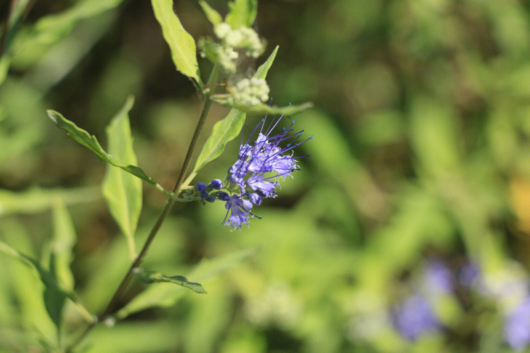 蒙药大全药方图片