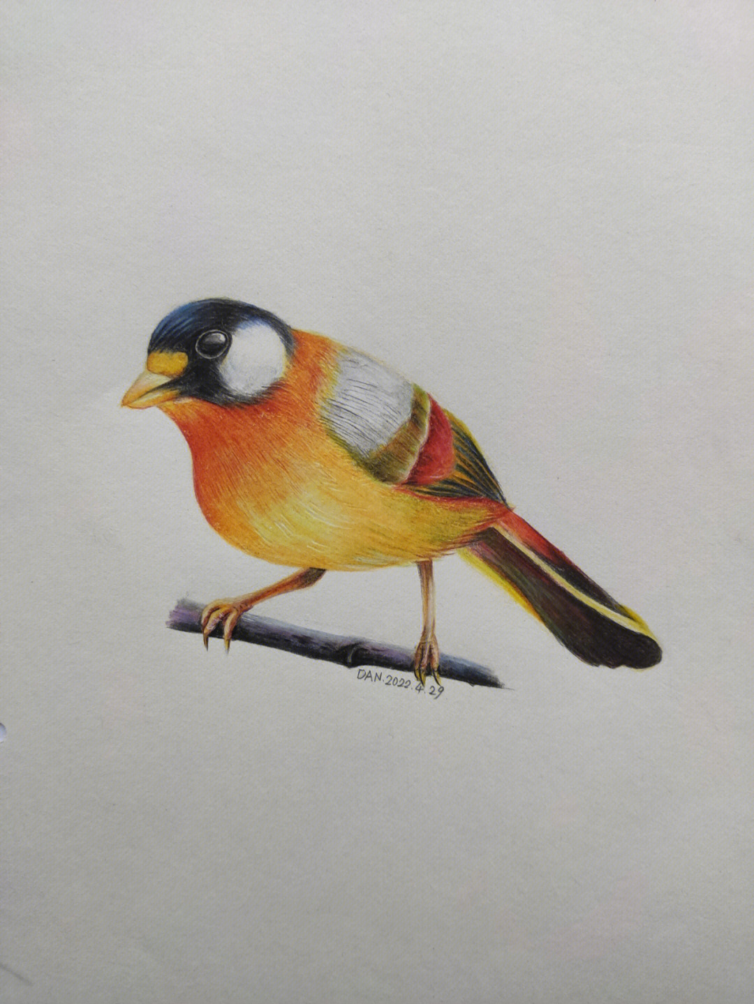 彩铅小鸟的画法步骤图片