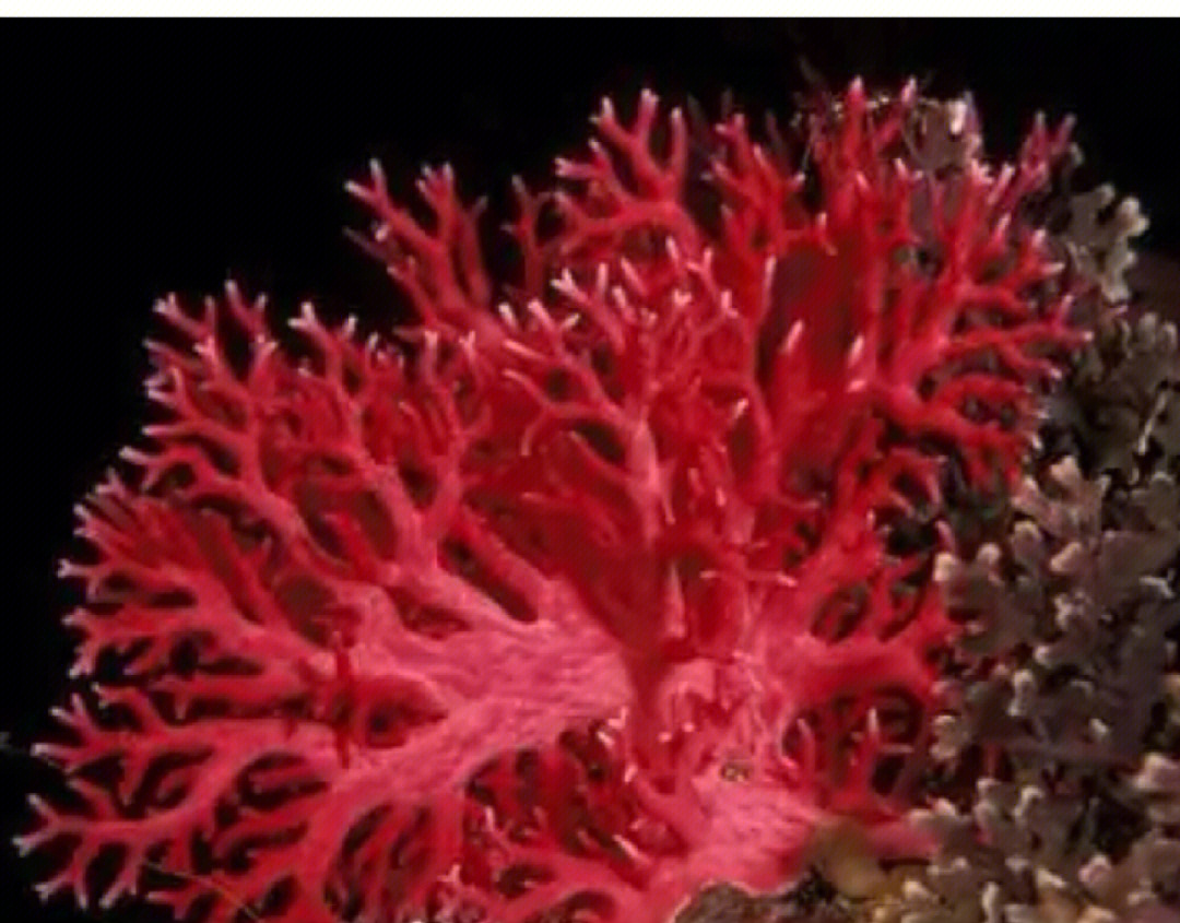 红色草珊瑚与红珊瑚图片