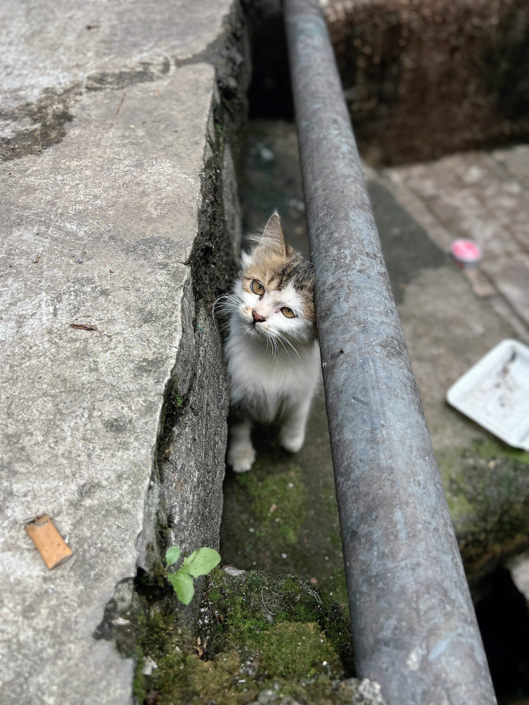 重庆流浪猫收养中心图片