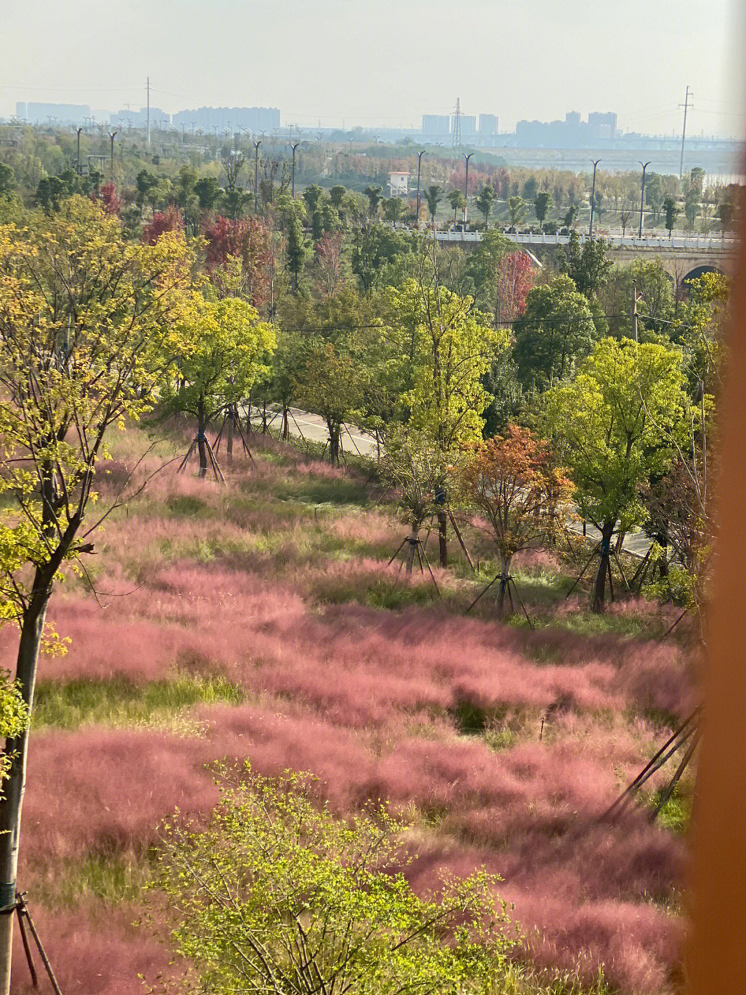 两江粉黛山公园图片