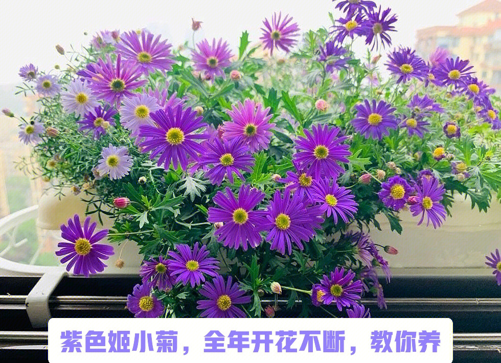 紫色姬小菊花语图片