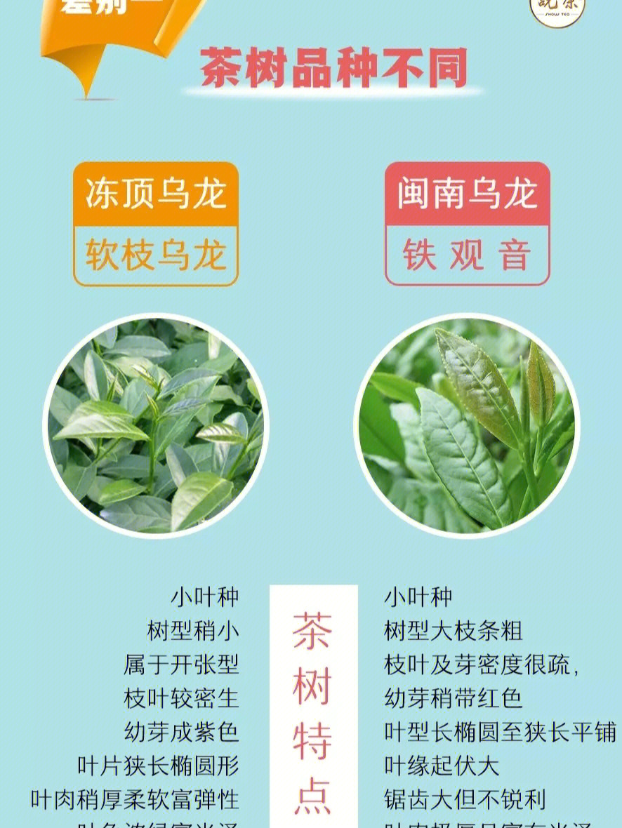 台湾冻顶乌龙茶和闽南乌龙茶有什么区别