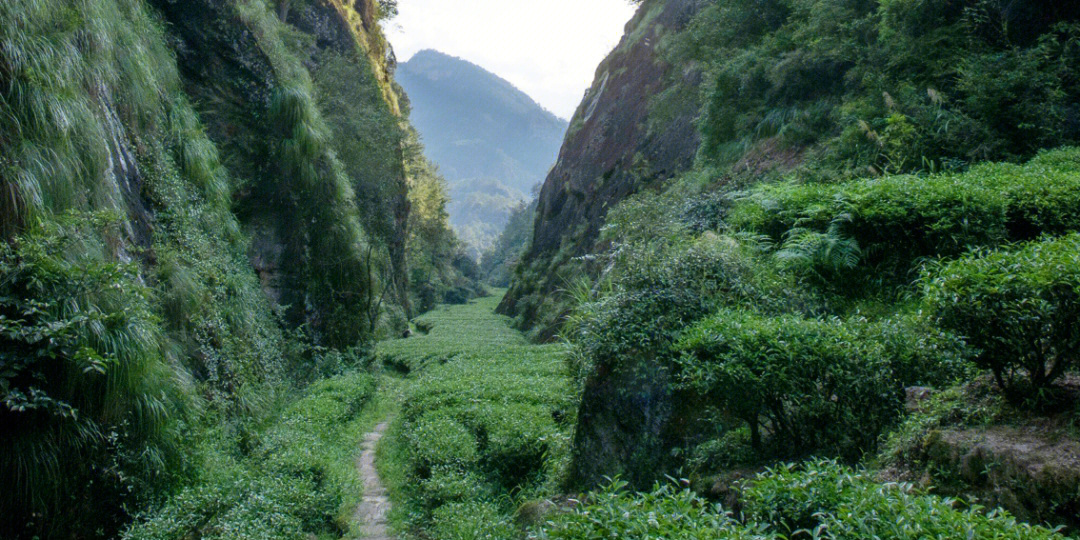 武夷九龙窠岩茶中常说的山场你知多少