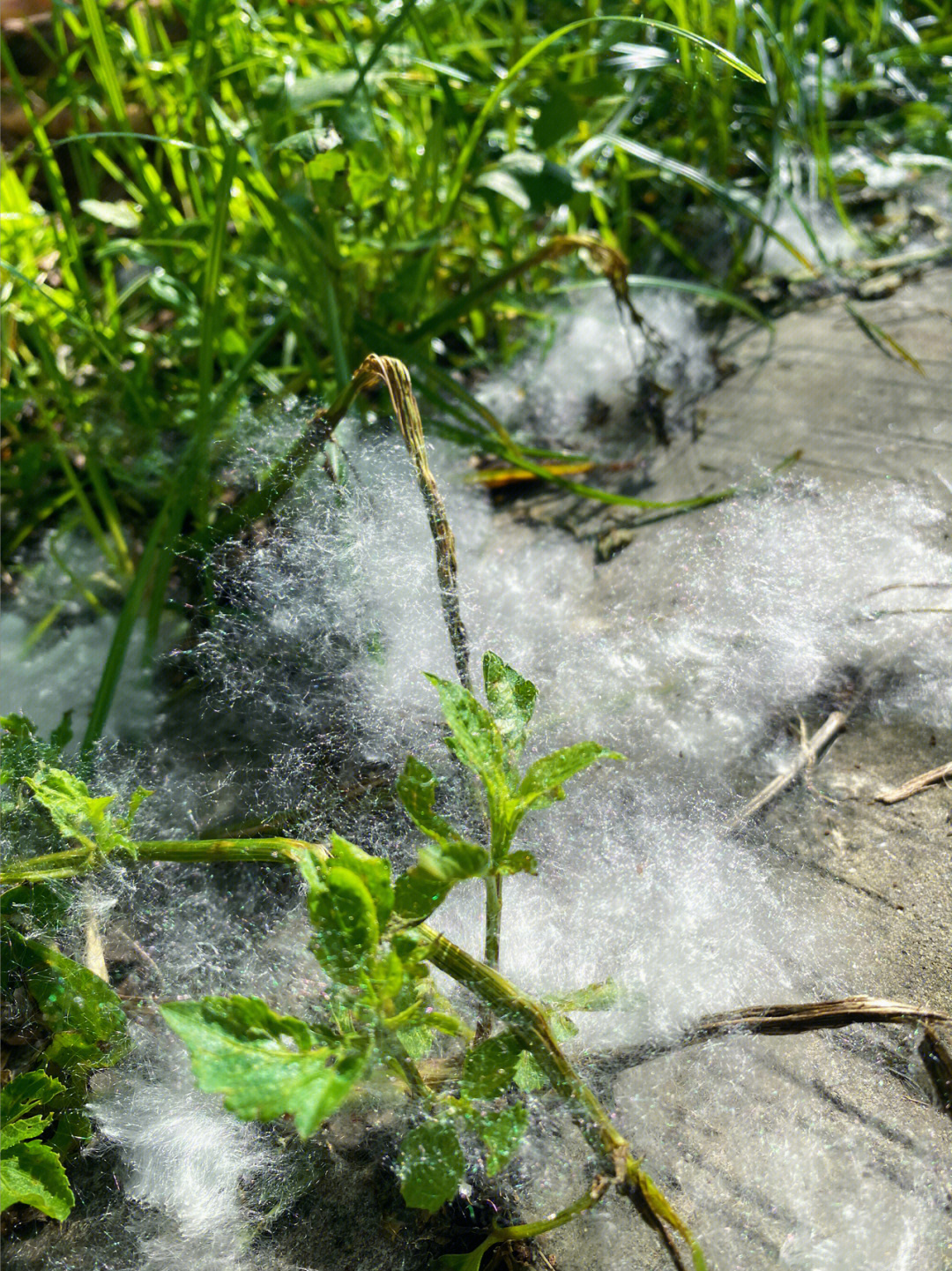 木棉花飘絮满天飘图片图片