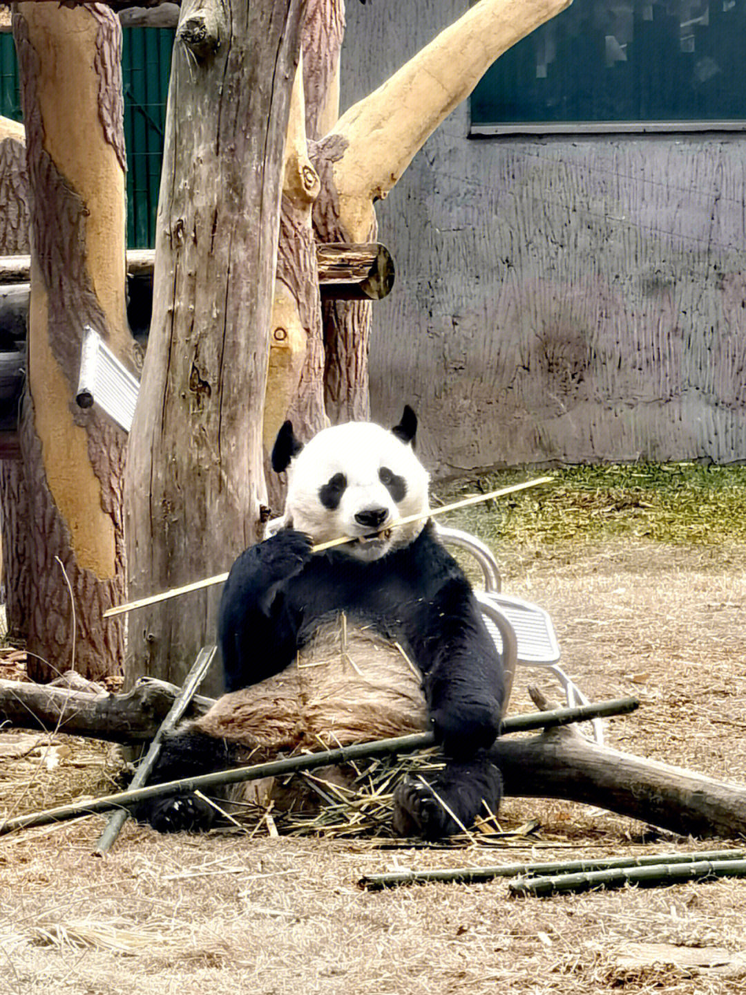 干饭熊猫沈阳棋盘山森林动物园