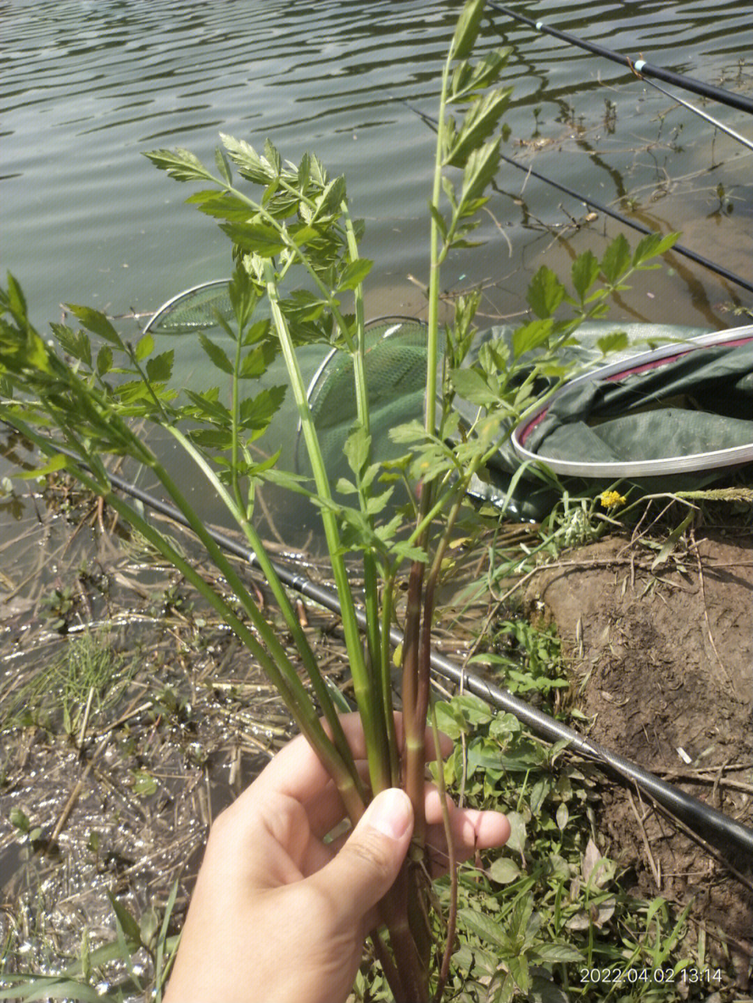 春天的野菜