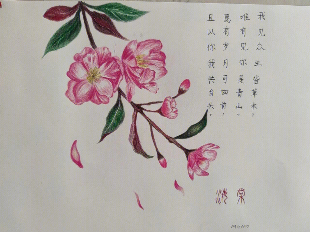 海棠花古风素描图片