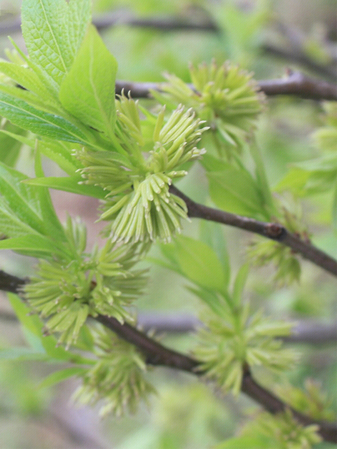 杜仲雄花 植物黄金