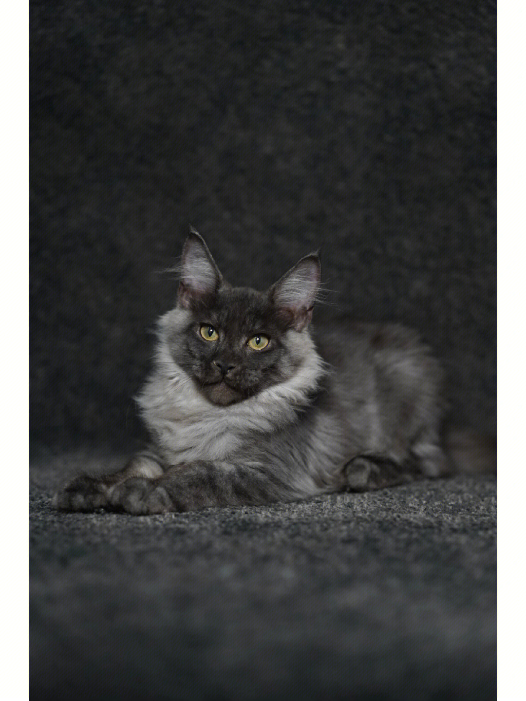 杭州缅因猫舍缅因猫烟灰色幼猫