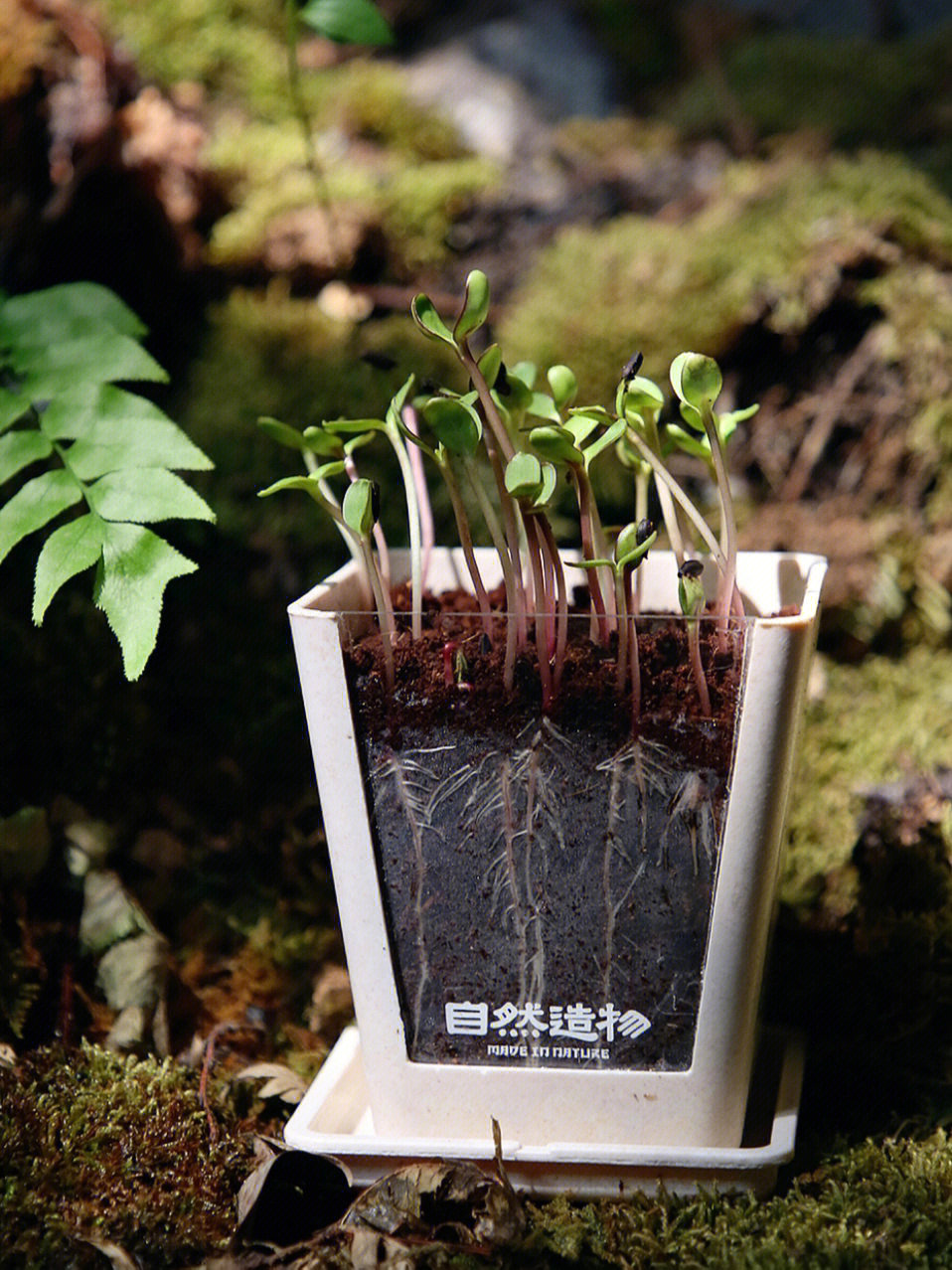 开心植物套装让你能看清种子发芽到根系生长的全过程～[一r]花盆采用
